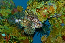 NC Aquarium Lionfish.jpg