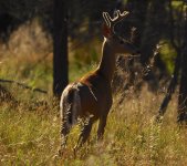 alert buck 2.jpg