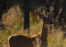 alert buck.jpg