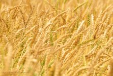 grain.jpg