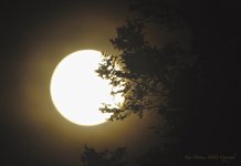 august Moon.jpg