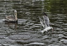 _DSC8265_2.jpg