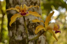 orchid1.jpg