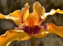orchid2.jpg