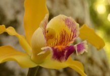 orchid3.jpg