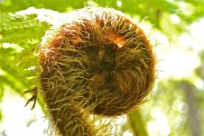 treefern1.jpg