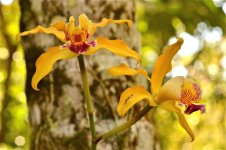 orchid1.jpg