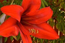 lily1.jpg