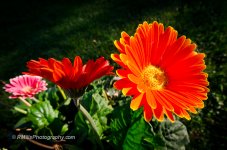 DSC_0037_3270.jpg
