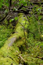 DSC_0105.jpg