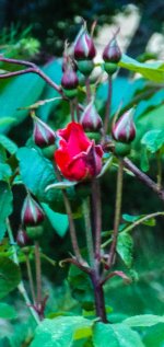 Rose Buds.jpg