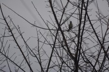 DSC_2533.jpg