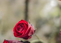 DSC_7533-1.jpg