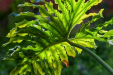 Leafy Greens.jpg