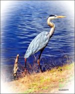 2-16-15 Tradewinds   15.jpg
