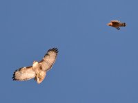 Hawks5.jpg