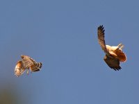 Hawks2.jpg