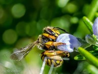 macro bee collecting honey in a blur-.jpg