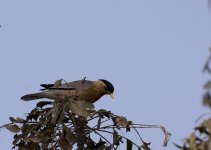 DSC_5207.jpg