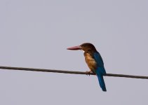 DSC_5262.jpg