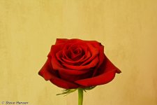 DSC_6767.jpg
