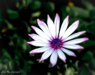 Flower white and purple macro-.jpg