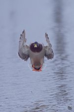 superduck2.jpg