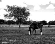 2-16-15 Tradewinds   24 bw.jpg