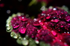 DSC_4450.jpg