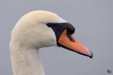 swan.jpg