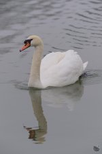 swan2.jpg