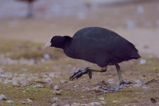 T-coot.jpg