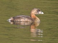 Grebe.jpg