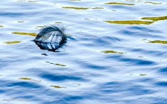 Adrift-.jpg Adrift-.jpg