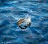 Feather sailing away-.jpg