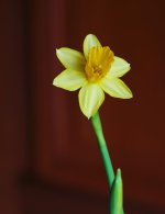 Narcissus-f11.jpg