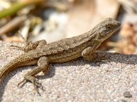 Lizard.jpg