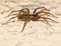 Spider2.jpg
