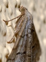 Moth3.jpg