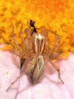 Spider5.jpg