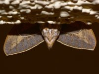 Moth2.jpg