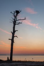 Sentinel in Tree-1.jpg