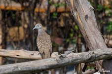 monday-birds-1.jpg