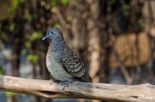 monday-birds-3.jpg