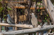monday-birds-4.jpg