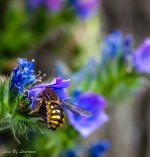 The Bees Rump-.jpg