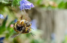The birds and the bees-.jpg