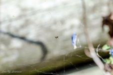 Tiniest of spiders SOOC-2466.jpg