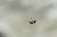 Tiniest of spiders-.jpg