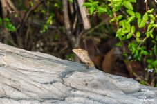 lizard-6.jpg
